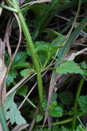 Image of Urtica kioviensis by (c) Patrick Hacker, some rights reserved (CC BY)
