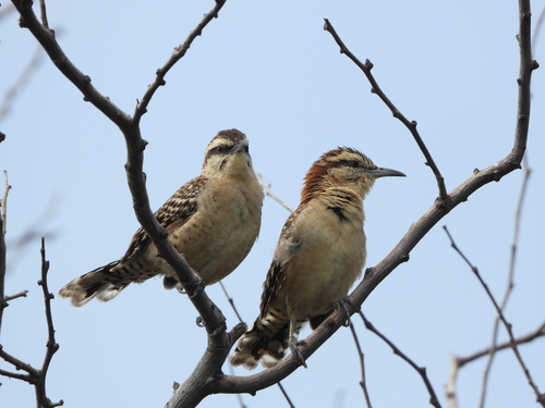 Russet-naped Wren