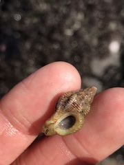 Ocenebrinae