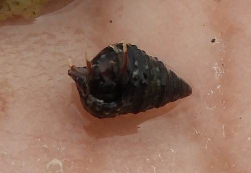 Clibanarius digueti