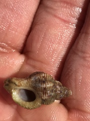 Ocenebrinae