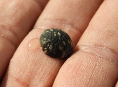 Nerita funiculata