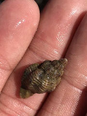 Ocenebrinae