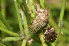 Cermatulus nasalis nasalis