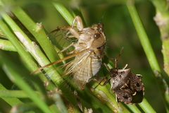 Cermatulus nasalis nasalis
