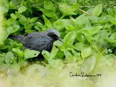 Melanotis caerulescens