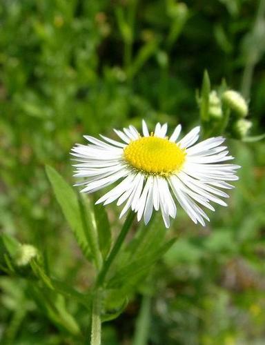 Vergerette annuelle (GENplants) · iNaturalist