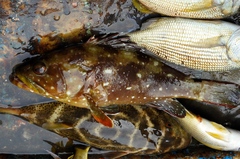 Epinephelus labriformis