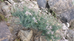 Eriogonum fasciculatum polifolium