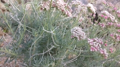 Eriogonum fasciculatum polifolium