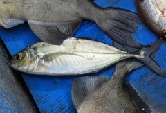 Caranx caballus