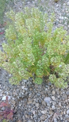 Lepidium lasiocarpum