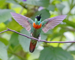 Gould's Jewelfront photo 1