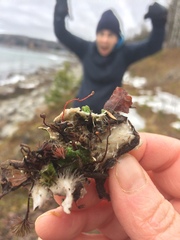 Peltigera britannica