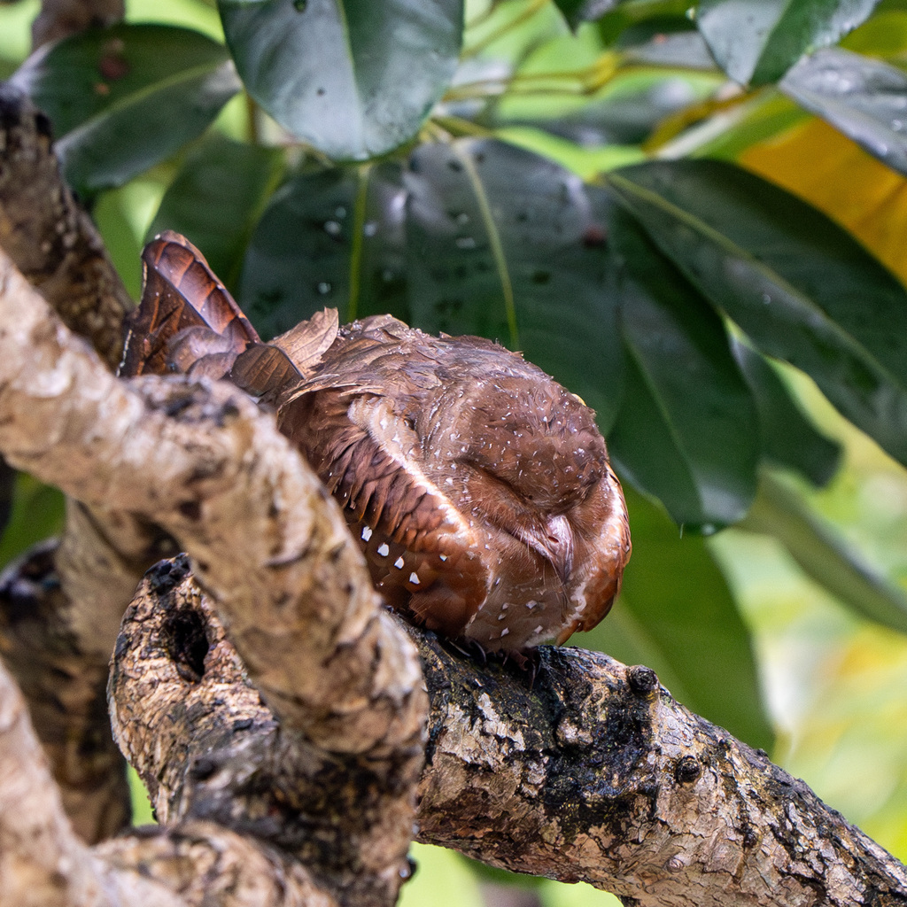 Oilbird Oilbird from XFHH+4HP, Panamá on October 20, 2023 at 03:15 PM by ...