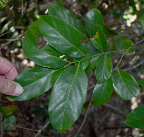Cryptocarya vulgaris observed 2023-09-17