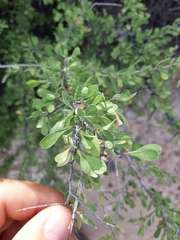 Condalia globosa
