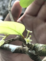 Gymnosporia thompsonii