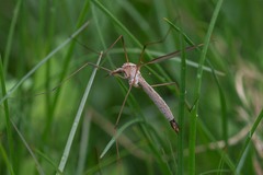 Tipula colei