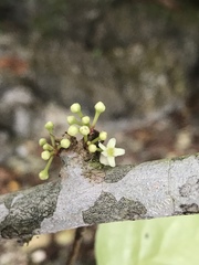 Gymnosporia thompsonii