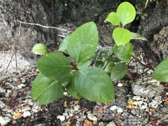 Gymnosporia thompsonii