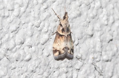 Eudonia periphanes