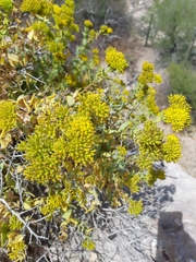 Coulterella capitata