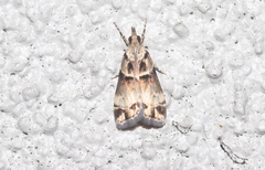 Eudonia periphanes