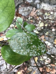 Gymnosporia thompsonii