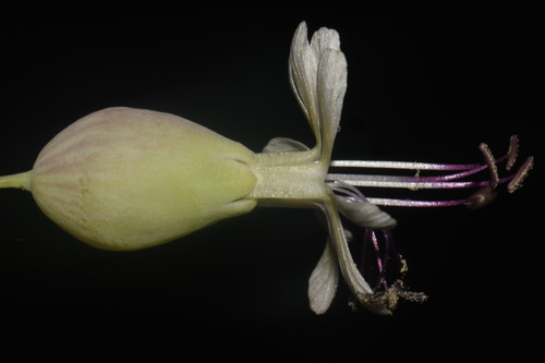 Image of Silene csereii by (c) Brian Finzel, some rights reserved (CC BY-SA)