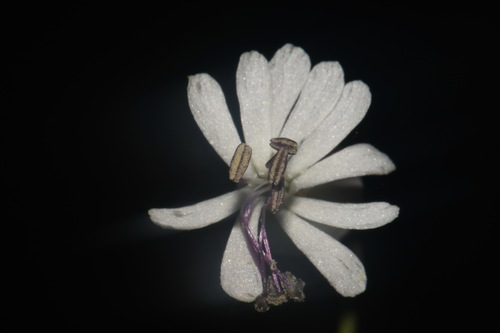 Image of Silene csereii by (c) Brian Finzel, some rights reserved (CC BY-SA)