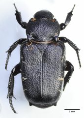 Cremastocheilus angularis