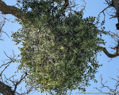 Phoradendron leucarpum tomentosum