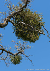 Phoradendron leucarpum tomentosum