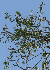 Phoradendron leucarpum tomentosum
