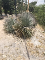 Dasylirion parryanum