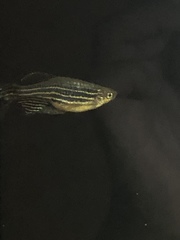 Danio rerio