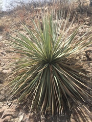 Dasylirion parryanum