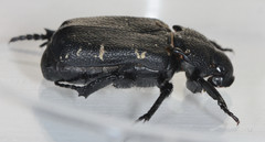 Cremastocheilus angularis