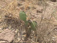 Opuntia joconostle