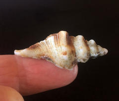 Pterochelus triformis