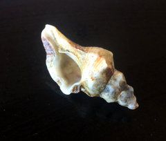 Pterochelus triformis