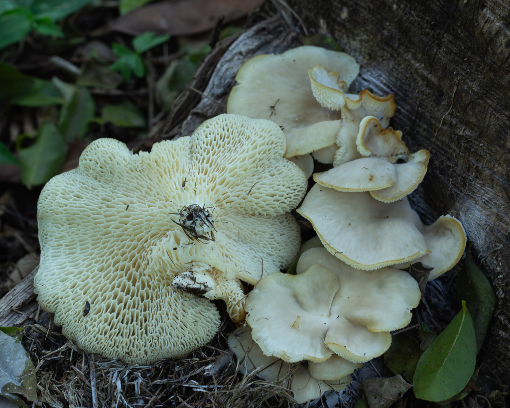 Favolus tessellatus · October 2023 · photo: © deniszabin (iNaturalist, cc-by)