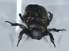 Cremastocheilus angularis