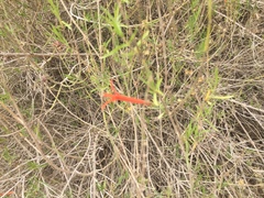 Anisacanthus