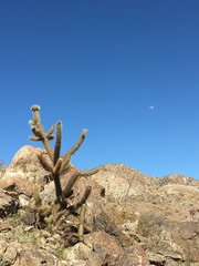 Cylindropuntia ganderi
