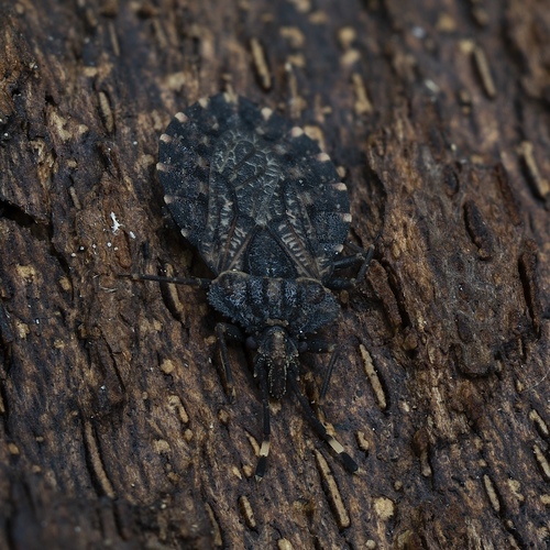 podkôrnička (Aradus)