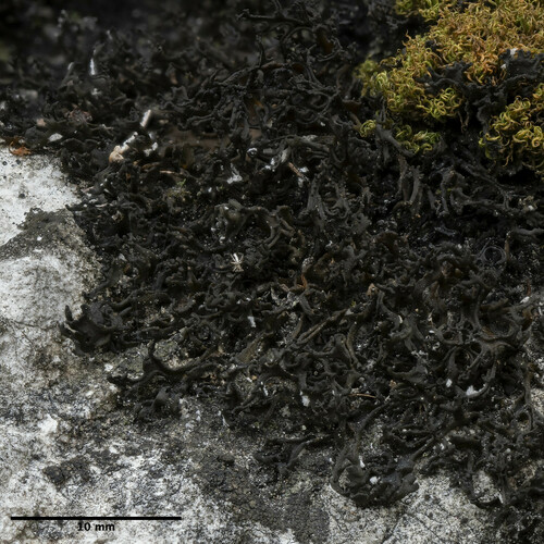 koléma hrebenatá (Lathagrium cristatum)