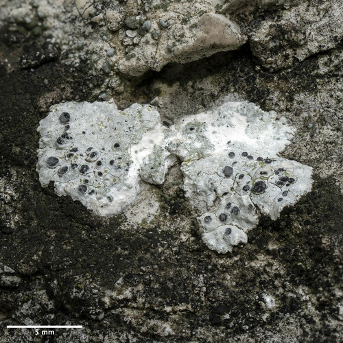 škrupinkovec čiernobiely (Diplotomma alboatrum)