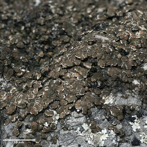 mnohospórovka (Acarospora)
